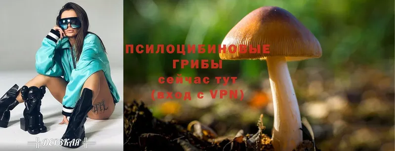 где продают наркотики  Слюдянка  MEGA ссылки  Псилоцибиновые грибы MAGIC MUSHROOMS 